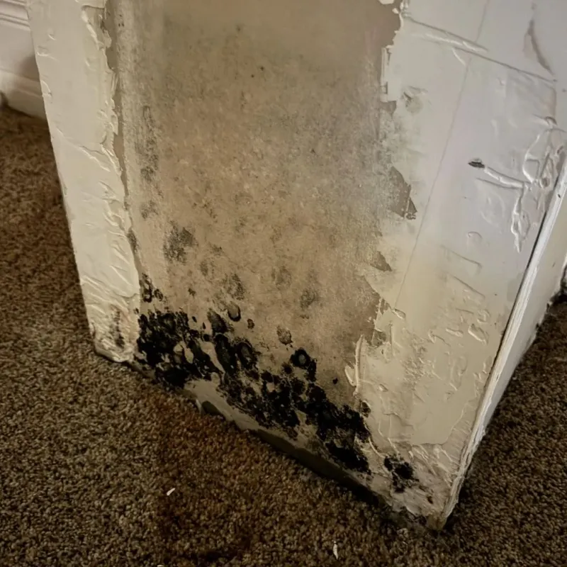 Professional Mold Removal in Tuckerman, AR